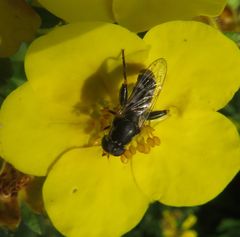 Syritta pipiens