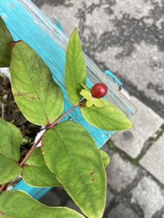Hypericum androsaemum