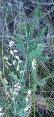 Wiborgia tenuifolia