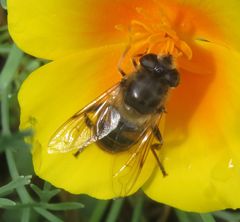 Eristalis tenax