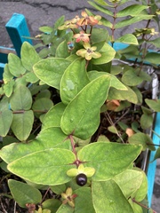 Hypericum androsaemum