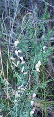 Wiborgia tenuifolia