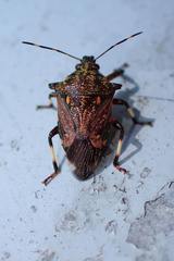 Eocanthecona concinna