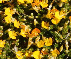 Aspalathus brevicarpa