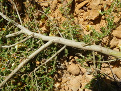 Aspalathus brevicarpa