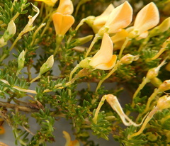 Aspalathus brevicarpa
