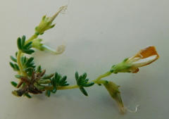 Aspalathus brevicarpa