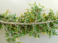 Aspalathus brevicarpa
