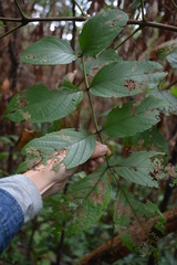 Callicarpa formosana