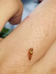 Oncopsis flavicollis