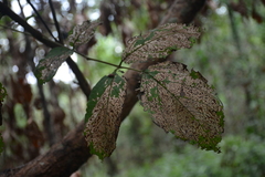 Callicarpa formosana