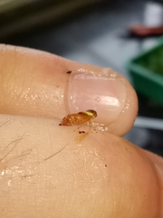 Oncopsis flavicollis