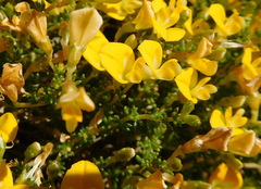 Aspalathus brevicarpa