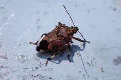 Eocanthecona concinna