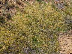 Aspalathus brevicarpa
