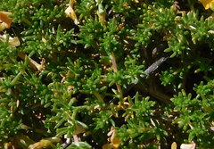 Aspalathus brevicarpa