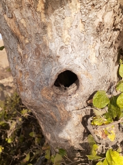 Dendrocopos syriacus