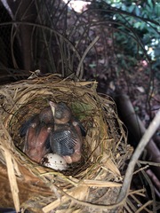 Pachycephala rufiventris
