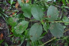 Callicarpa formosana