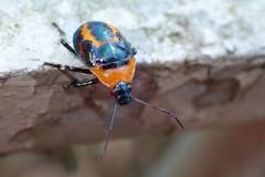 Eocanthecona concinna