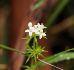 Asperula scoparia