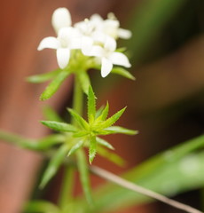 Asperula scoparia