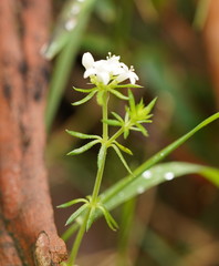 Asperula scoparia