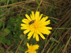 Asemosyrphus mexicanus