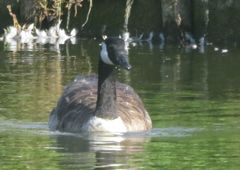 Branta canadensis