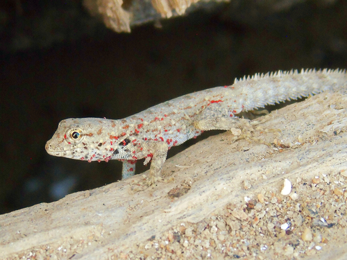Persia Rock Gecko, Pristurus rupestris