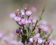 Verticordia plumosa