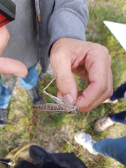 Locusta migratoria cinerascens