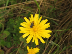 Asemosyrphus mexicanus