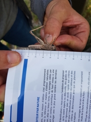 Locusta migratoria cinerascens