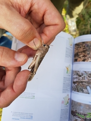 Locusta migratoria cinerascens