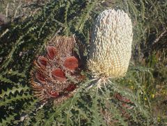 Banksia speciosa