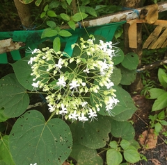 Clerodendrum infortunatum