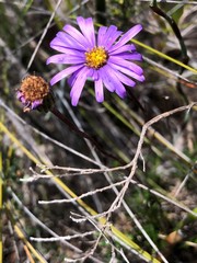 Olearia ciliata