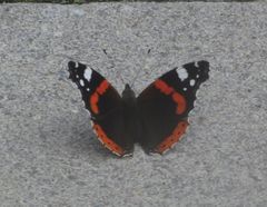 Vanessa atalanta