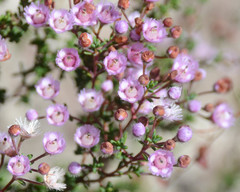 Verticordia plumosa