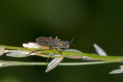 Diptera