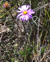 Olearia ciliata