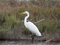 Ardea alba