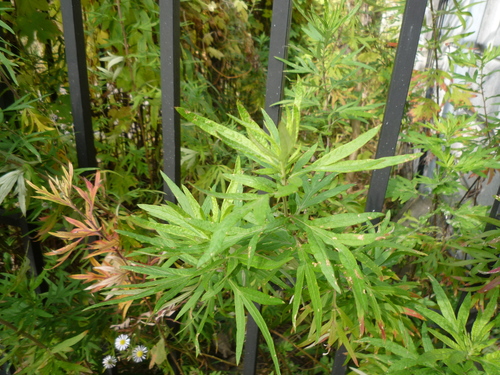 Absinto (Artemisia verlotorum)