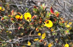 Pultenaea tenuifolia