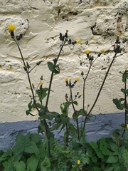 Sonchus oleraceus
