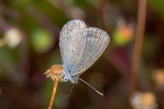 Zizina otis labradus