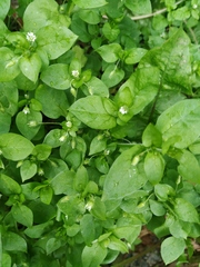 Stellaria media