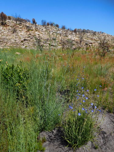 Image of Psoralea verrucosa by (c) Charles Stirton, some rights reserved (CC BY-SA)
