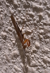 Amorphoscelidae